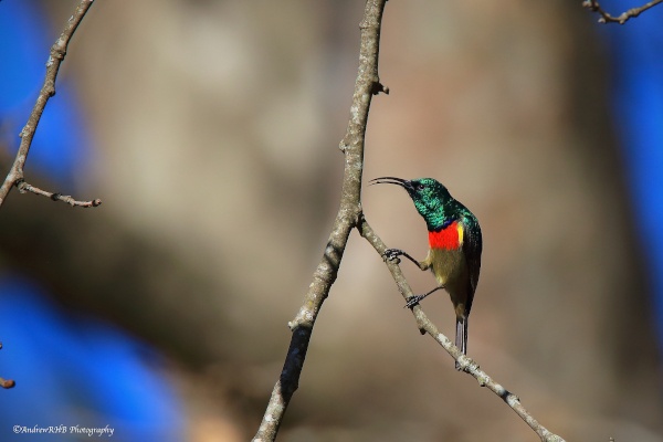 southern double collared sunbird a brown