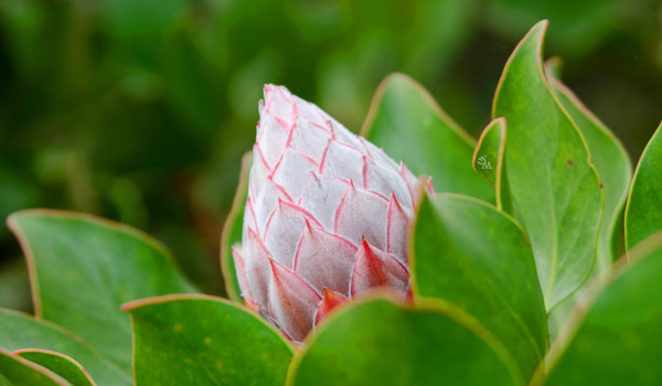 protea bud j miller