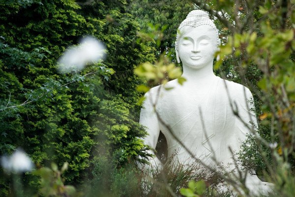 buddha blossom a buckland