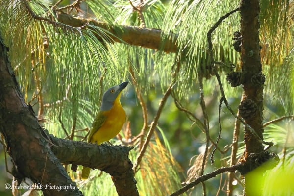 grey headed bush shrike abrown