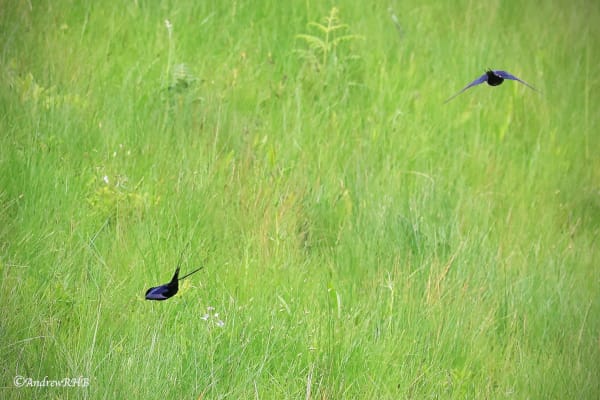 diving for the nest a brown