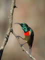 southern double collared sunbirdsml