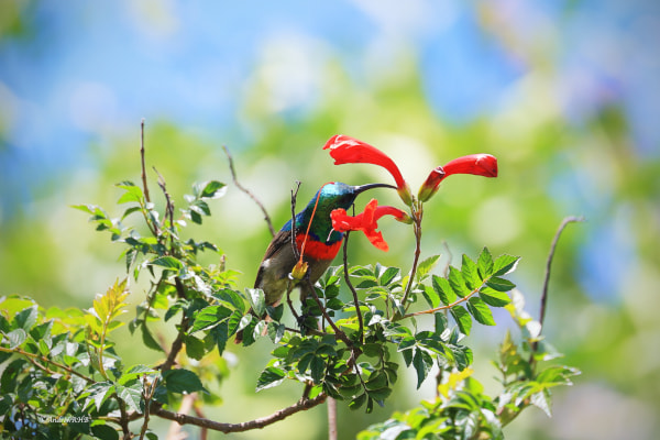 greater double collared sunbird