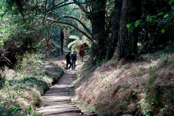 forest path steve mcccurrach