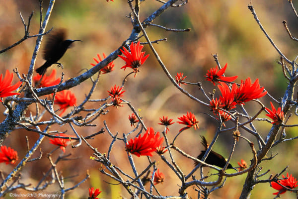 sunbird in flight a brown