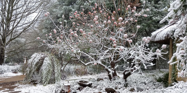 snow brc gardenstudio fiona robinson