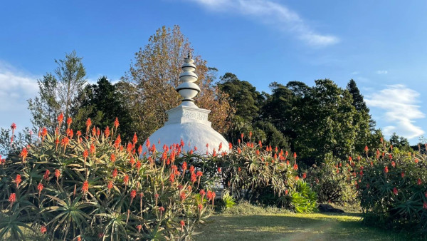 aloes at the stupa s lupke