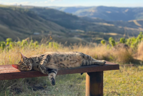 cat on the bench